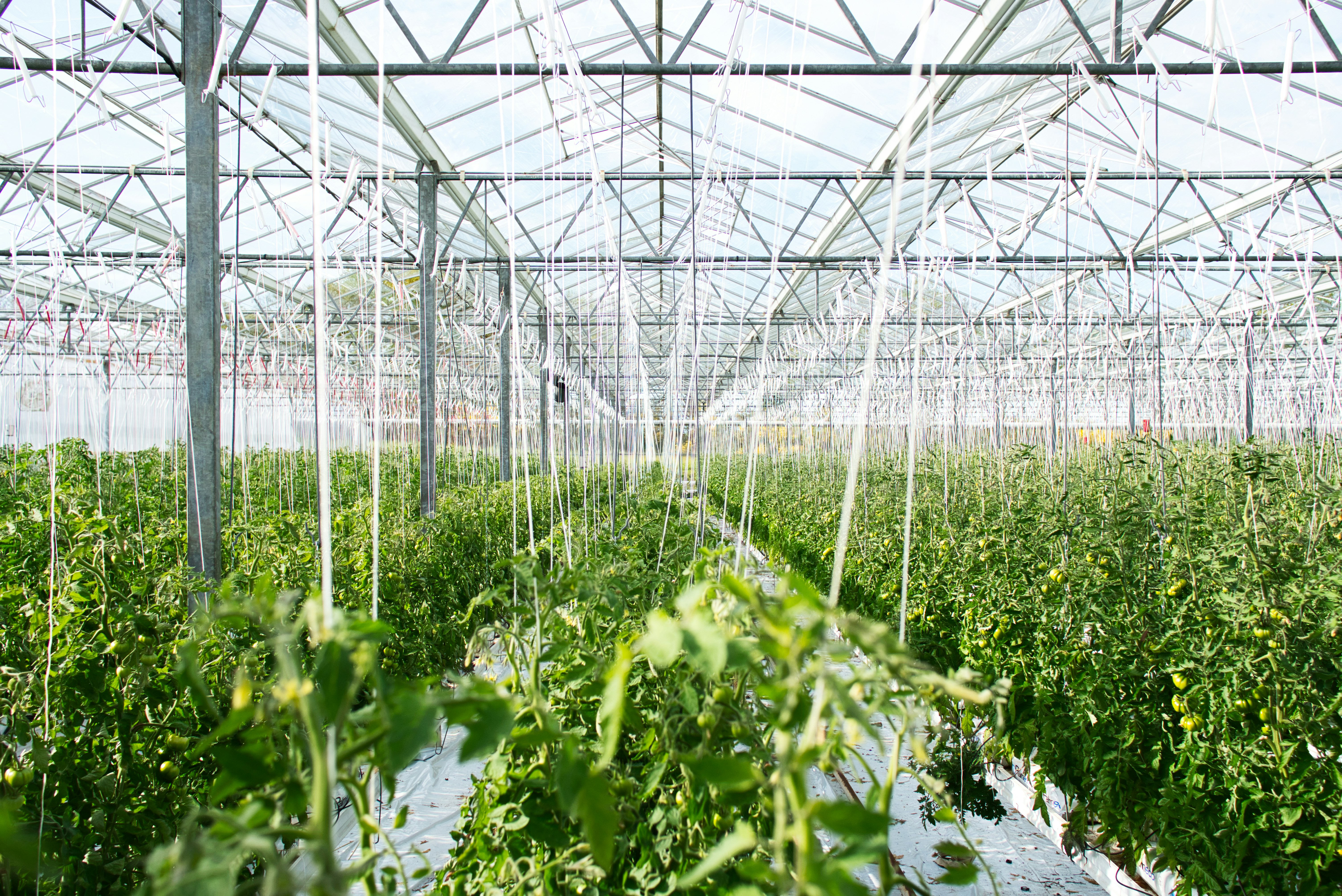 Optimized LED spectrum boosts propagation success